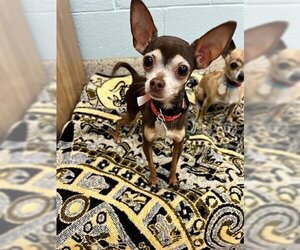 Chihuahua Dogs for adoption in Brighton, CO, USA