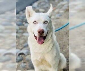 German Shepherd Dog Dogs for adoption in Salinas, CA, USA