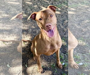 American Pit Bull Terrier-Labrador Retriever Mix Dogs for adoption in Phoenix, AZ, USA