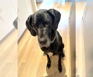 Great Dane Dogs for adoption in Huntersville, NC, USA