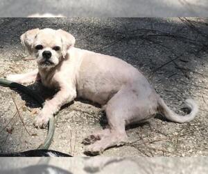 Lhasa Apso Dogs for adoption in Sanford, FL, USA