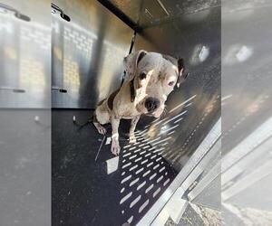 American Staffordshire Terrier-Unknown Mix Dogs for adoption in San Antonio, TX, USA