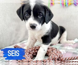 Medium Photo #1 Border Collie-Unknown Mix Puppy For Sale in Fenton, MO, USA