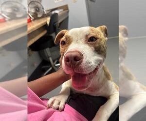Staffordshire Bull Terrier-Unknown Mix Dogs for adoption in Tallahassee, FL, USA