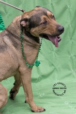 Shepradors Dogs for adoption in Hughesville, MD, USA