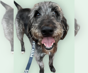 Irish Wolfhound-Unknown Mix Dogs for adoption in Rockville, MD, USA