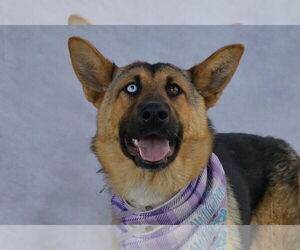 German Shepherd Dog Dogs for adoption in Pasadena, CA, USA