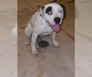 American Bulldog Dogs for adoption in Green Cove Springs, FL, USA