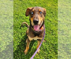 German Shepherd Dog-Unknown Mix Dogs for adoption in Sacramento, CA, USA