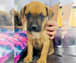 Labrador Retriever-Unknown Mix Dogs for adoption in San Antonio, TX, USA
