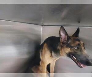 Holland Shepherd Dogs for adoption in Orange, CA, USA