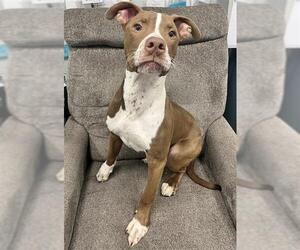 American Pit Bull Terrier-Unknown Mix Dogs for adoption in Peoria, IL, USA