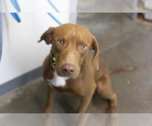 Labrador Retriever-Unknown Mix Dogs for adoption in Mountain Home, AR, USA