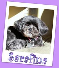 Shih Apso Dogs for adoption in Pataskala, OH, USA