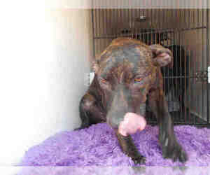 Plott Hound Dogs for adoption in Tavares, FL, USA