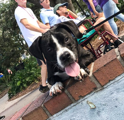 Labrador Retriever Dogs for adoption in DeLand, FL, USA