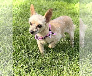 Mutt Dogs for adoption in Estherville, IA, USA