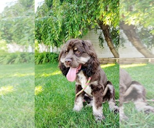 Cocker Spaniel Dogs for adoption in Florence, KY, USA