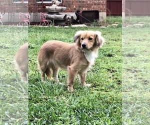 Golden Cocker Retriever Dogs for adoption in Boonton, NJ, USA
