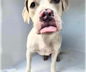 Mutt Dogs for adoption in Houston, TX, USA