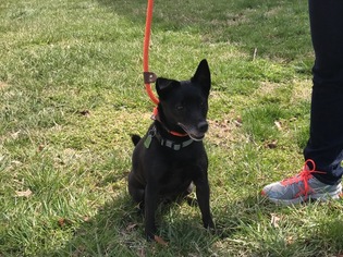 Schipperke Dogs for adoption in Hollywood, MD, USA