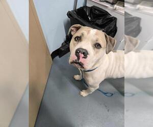 American Bulldog-Dogo Argentino Mix Dogs for adoption in London, Ontario, Canada