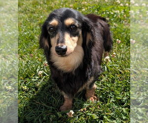 Dachshund Dogs for adoption in Shelbyville, TN, USA