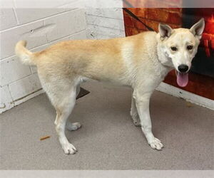 Labsky Dogs for adoption in San Bernardino, CA, USA