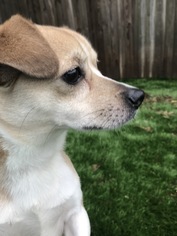 Chi-Corgi Dogs for adoption in Holden, MO, USA