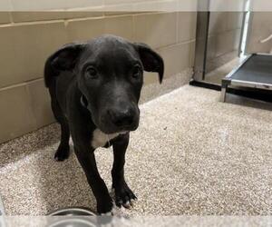 American Pit Bull Terrier Dogs for adoption in Pueblo, CO, USA