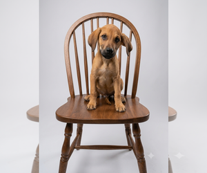 Labrador Retriever-Unknown Mix Dogs for adoption in Genesee, WI, USA