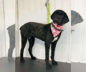Mutt Dogs for adoption in Royal Palm Beach, FL, USA