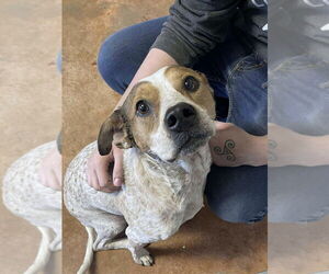 Mutt Dogs for adoption in Bolivar, MO, USA