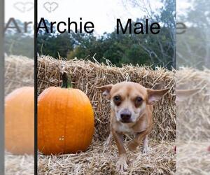 Chiweenie Dogs for adoption in Pawtucket, RI, USA