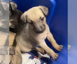 Shepradors Dogs for adoption in Houston, TX, USA