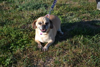 Medium Photo #1 Puggle Puppy For Sale in Akron, OH, USA