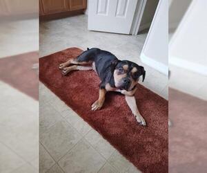 Mutt Dogs for adoption in Orlando, FL, USA