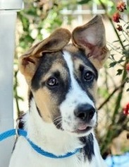Medium Photo #1 Shepradors Puppy For Sale in Yardley, PA, USA