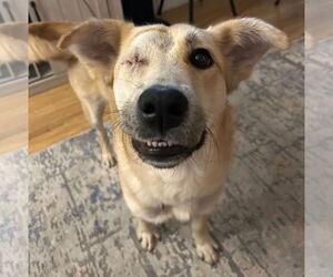 Golden Retriever-Unknown Mix Dogs for adoption in Brooklyn Center, MN, USA