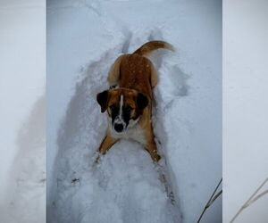 Australian Shepherd-Unknown Mix Dogs for adoption in Winter Park, CO, USA