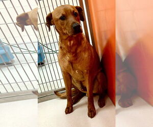Labrador Retriever Dogs for adoption in Pampa, TX, USA