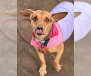 Doxle Dogs for adoption in Visalia, CA, USA