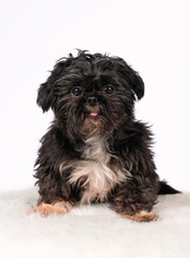 Shih Tzu Dogs for adoption in St. Louis Park, MN, USA