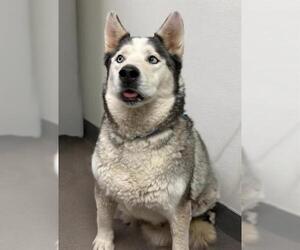 Alaskan Malamute Dogs for adoption in HESPERIA, CA, USA