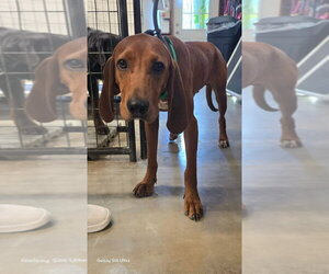 Redbone Coonhound Dogs for adoption in Foristell, MO, USA