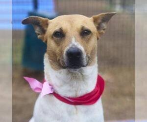 Mutt Dogs for adoption in San Antonio, TX, USA