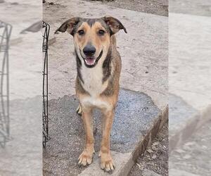 German Shepherd Dog-Unknown Mix Dogs for adoption in San Antonio, TX, USA