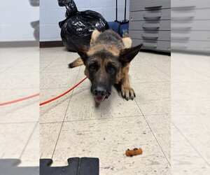 German Shepherd Dog Dogs for adoption in Stockton, CA, USA