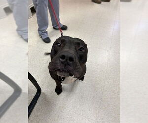 Mutt Dogs for adoption in Sugar Land, TX, USA