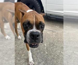 Boxer Dogs for adoption in Houston, TX, USA